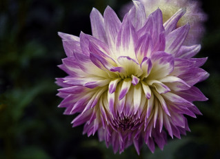 Картинка цветы георгины бутон