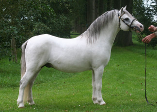 Картинка животные лошади лошадь