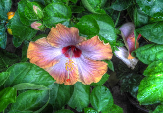 Картинка цветы гибискусы экзотика