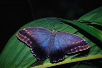 Картинка животные бабочки синий крылья