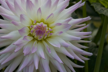 Картинка цветы георгины бутон