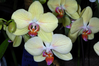 Картинка цветы орхидеи экзотика лепестки