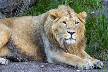 Картинка животные львы хищник