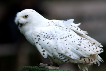Картинка животные совы белый хищник