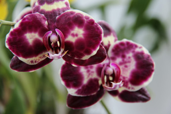 Картинка цветы орхидеи экзотика пятнистый