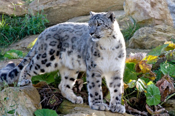 Картинка животные снежный барс ирбис хищник