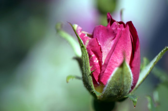 Картинка цветы розы розовый бутон