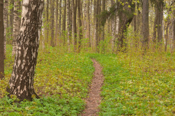 Картинка природа лес березы тропинка