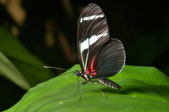 Картинка животные бабочки бабочка