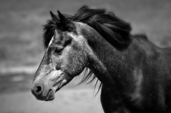 Картинка животные лошади морда грива