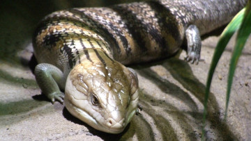 Картинка животные Ящерицы игуаны вараны ящерица