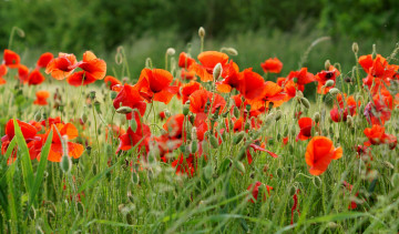 Картинка цветы маки красный