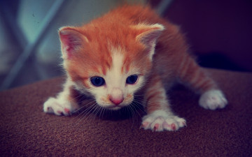 Картинка животные коты котенок