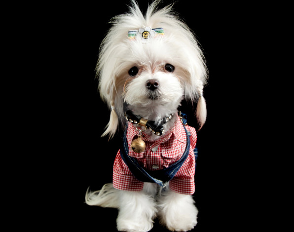 Обои картинки фото животные, собаки, собачка