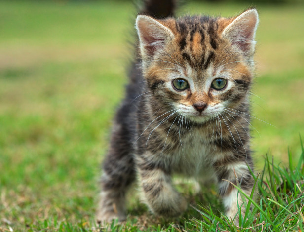 Обои картинки фото животные, коты, котёнок