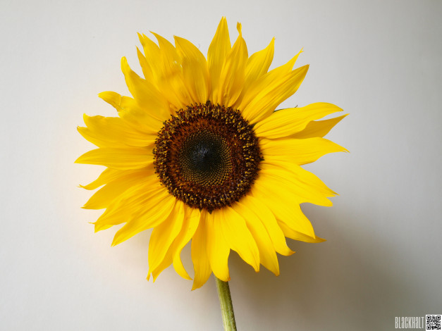 Обои картинки фото цветы, подсолнухи, подсолнух