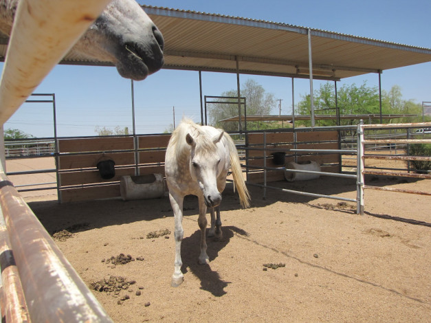 Обои картинки фото животные, лошади, лошадь