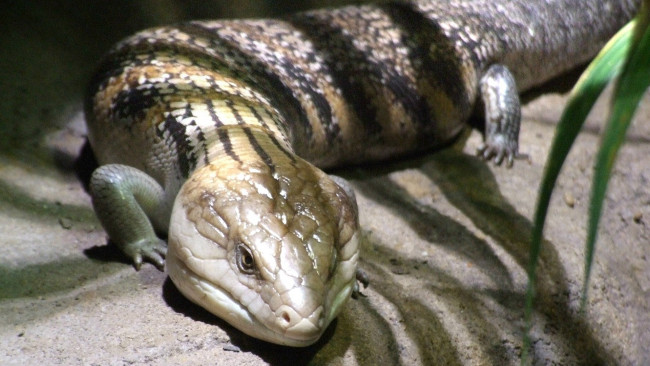 Обои картинки фото животные, Ящерицы, игуаны, вараны, ящерица