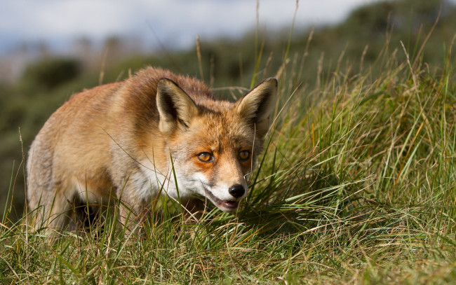 Обои картинки фото животные, лисы, фон, природа, лиса