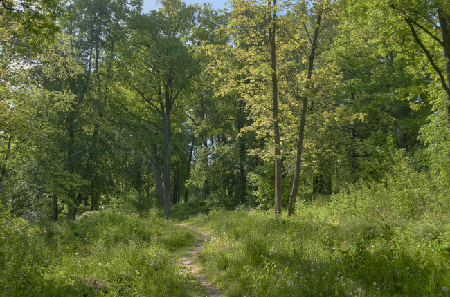 Обои картинки фото природа, лес, тропинка, трава