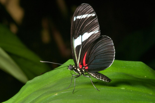 Обои картинки фото животные, бабочки, бабочка