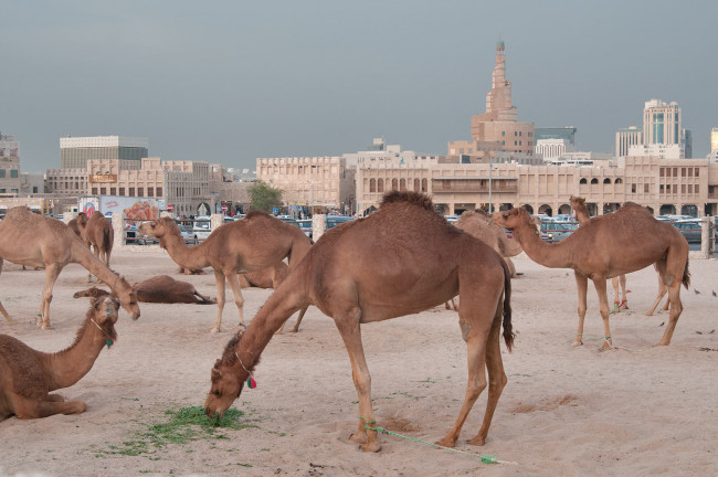 Обои картинки фото животные, верблюды