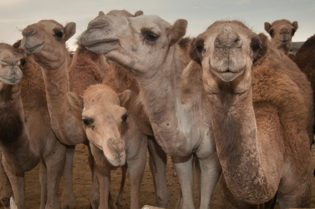 Обои картинки фото животные, верблюды