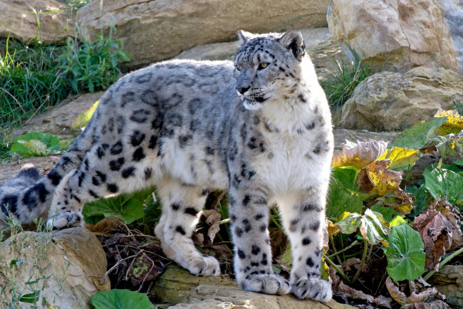 Обои картинки фото животные, снежный, барс, ирбис, хищник