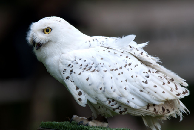 Обои картинки фото животные, совы, белый, хищник