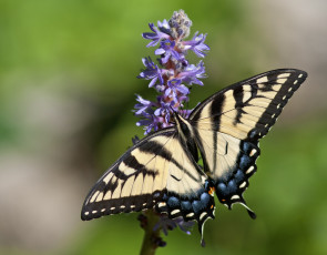 Картинка животные бабочки цветок бабочка