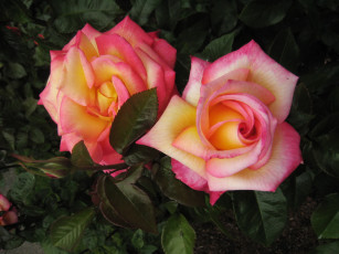 Картинка цветы розы