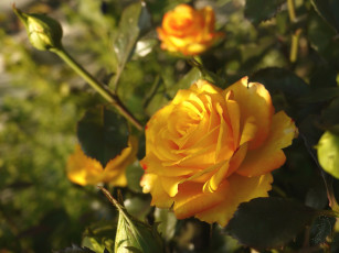 Картинка цветы розы желтый