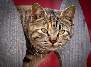 Картинка животные коты морда взгляд