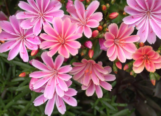 Картинка цветы левизия розовый