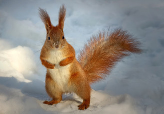 Картинка животные белки стойка