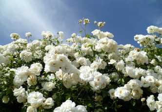 Картинка цветы розы кусты небо