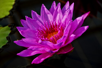 Картинка цветы лилии водяные нимфеи кувшинки нимфея