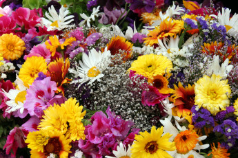 Картинка цветы разные вместе букет ромашки герберы маргаритки