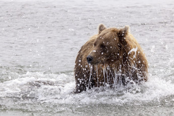 Картинка животные медведи брызги вода медведь