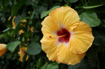 Картинка цветы гибискусы желтый