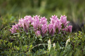 Картинка цветы кастиллея изящная макро