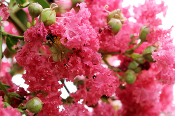 обоя цветы, лагерстрёмия, индийская, сирень