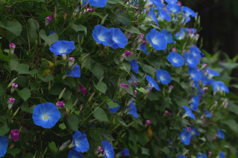 Картинка цветы вьюнки ипомеи ипомея