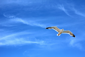 обоя животные, Чайки, бакланы, крачки, небо, чайка, полет