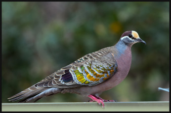 Картинка животные голуби голубь оперение