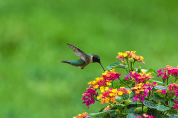 Картинка животные колибри лантана полет