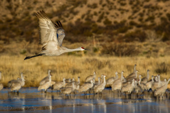 Картинка животные журавли стая полет