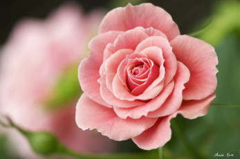 Картинка цветы розы розовый