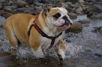 Картинка животные собаки река камни брызги пес ошейник