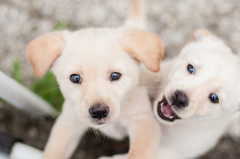 Картинка животные собаки щенки